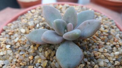 PACHYPHYTUM PACHYPHYTOIDES