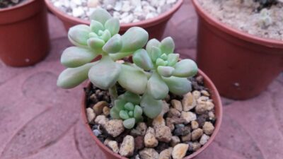 Graptopetalum Мendozae - Зображення 2
