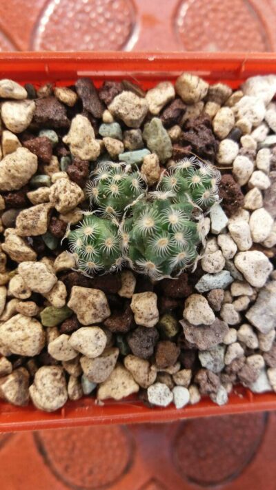 MAMMILLARIA HAUDEANA L777