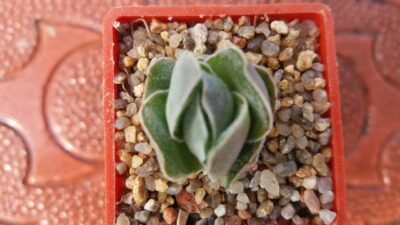 CRASSULA "IVORY PAGODA" - Зображення 2