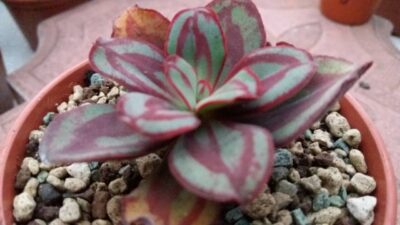 ECHEVERIA NODULOSA - Зображення 2