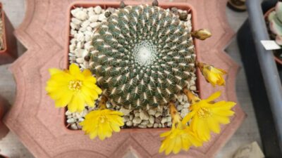 SULCOREBUTIA "arenacea" - Зображення 4