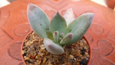 PACHYVERIA "EXOTICA" - Зображення 2