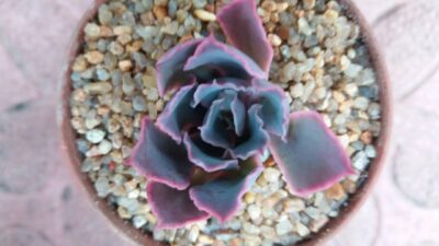 ECHEVERIA "NEON BREAKERS"