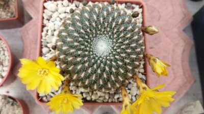 SULCOREBUTIA "arenacea" - Зображення 5