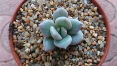 Echeveria 'Norma'