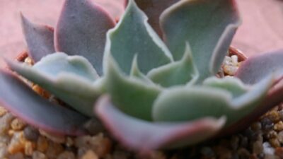 ECHEVERIA "SHAVIANA X STRICTIFLORA" - Зображення 2
