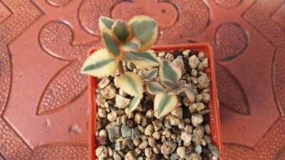 CRASSULA "SARMENTOSA" VARIEGATA