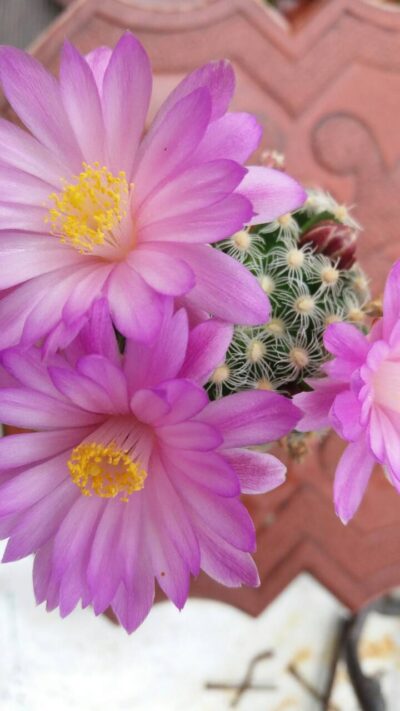 MAMMILLARIA HAUDEANA L777 - Зображення 4