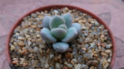 Echeveria 'Norma' - Зображення 2