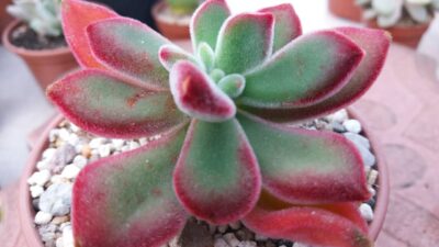 ECHEVERIA "PULVINATA RUBY"