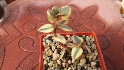 CRASSULA "SARMENTOSA" VARIEGATA - Зображення 2
