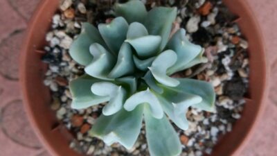 ECHEVERIA "TOPSY TURVY"