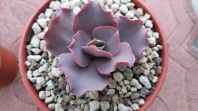 ECHEVERIA "DOUBLE DELIGHT"