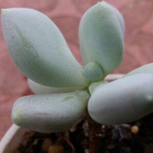 Pachyphytum glutinicaule | 82