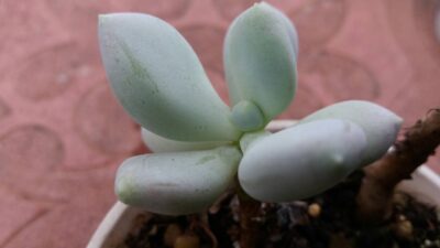 Pachyphytum glutinicaule