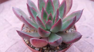 Echeveria agavoides Cristmas
