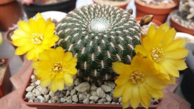 SULCOREBUTIA "arenacea"