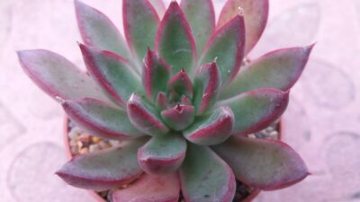 Echeveria agavoides Cristmas - Зображення 2