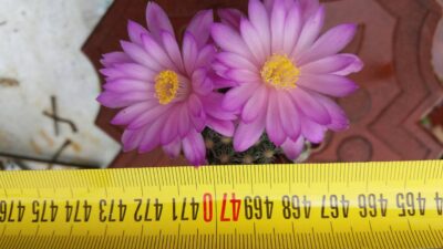 MAMMILLARIA HAUDEANA L777 - Зображення 3
