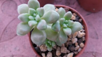 Graptopetalum Мendozae