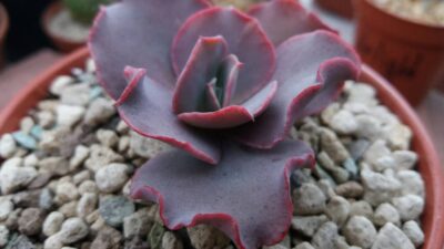 ECHEVERIA "DOUBLE DELIGHT" - Зображення 2