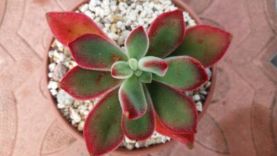 ECHEVERIA "PULVINATA RUBY" - Зображення 2