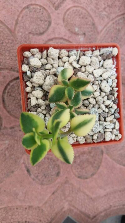 CRASSULA "SARMENTOSA" VARIEGATA - Зображення 2