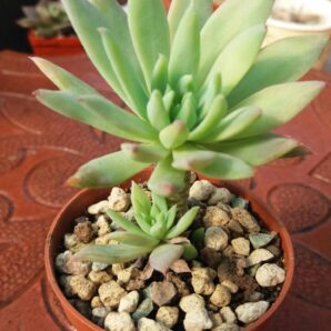DUDLEYA FARINOSA | 40