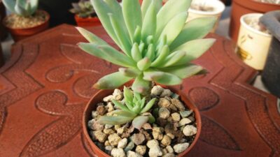 DUDLEYA FARINOSA