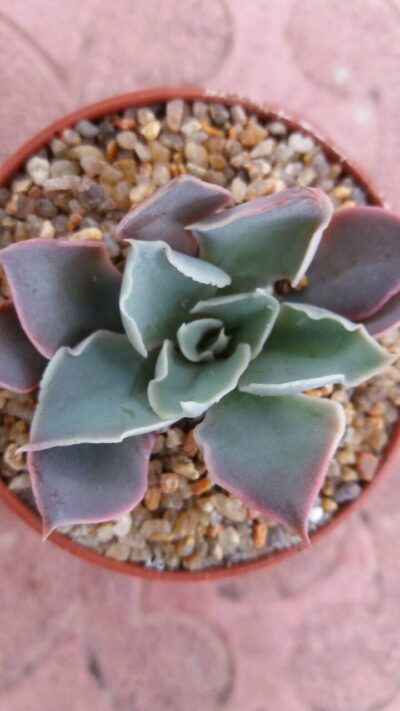 ECHEVERIA "SHAVIANA X STRICTIFLORA"