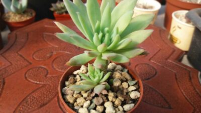 DUDLEYA FARINOSA - Зображення 2