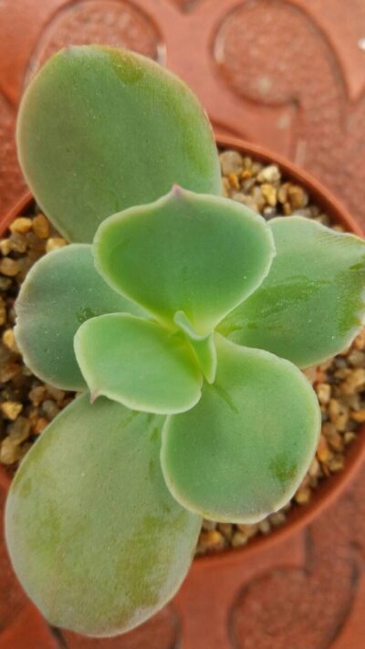 Echeveria "Pallida" - Зображення 2