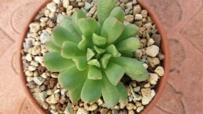 ECHEVERIA "IRISH MINT" - Зображення 2