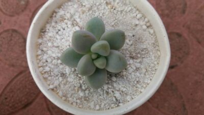 Graptopetalum Ellen - Зображення 2