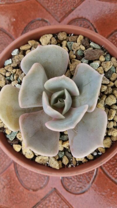 ECHEVERIA BLUE SURPRISE - Зображення 2