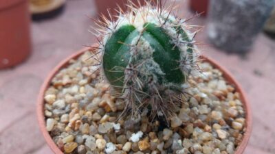 ECHINOPSIS HAKU-JO - Зображення 3