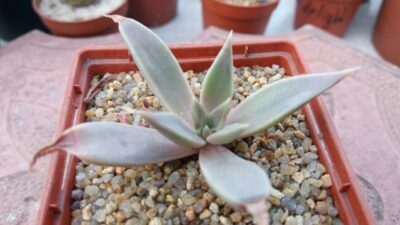 ECHEVERIA METALLICA