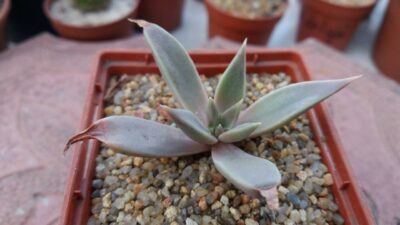 ECHEVERIA METALLICA - Зображення 2