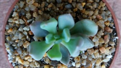 ECHEVERIA "CUPID"