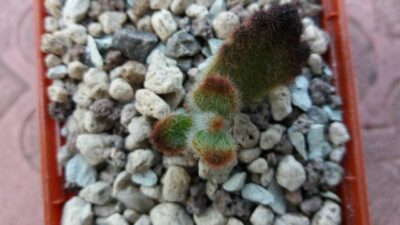 Kalanchoe tomentosa "Teddy Bear" - Зображення 2