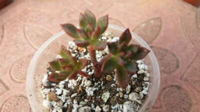 Sedeveria Darley Dale