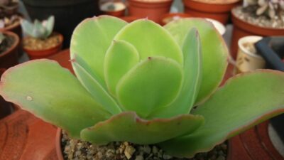 Echeveria "Pallida"