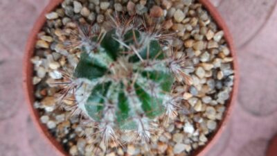 ECHINOPSIS HAKU-JO - Зображення 4