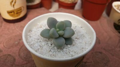 Graptopetalum Ellen - Зображення 3