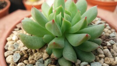ECHEVERIA "IRISH MINT" - Зображення 3