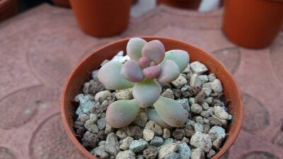 Graptopetalum Ellen - Зображення 5