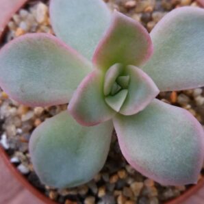 GRAPTOVERIA "FANTOME" | 124