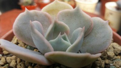 ECHEVERIA BLUE SURPRISE