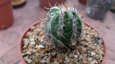 ECHINOPSIS HAKU-JO - Зображення 2